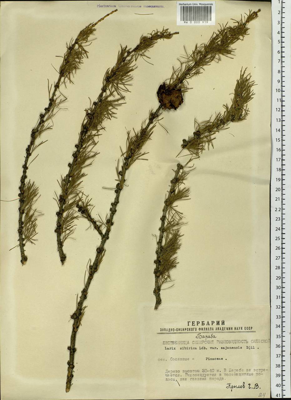 Larix sibirica Ledeb., Siberia, Western Siberia (S1) (Russia)
