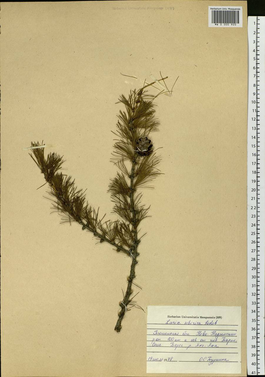 Larix sibirica Ledeb., Siberia, Western Siberia (S1) (Russia)