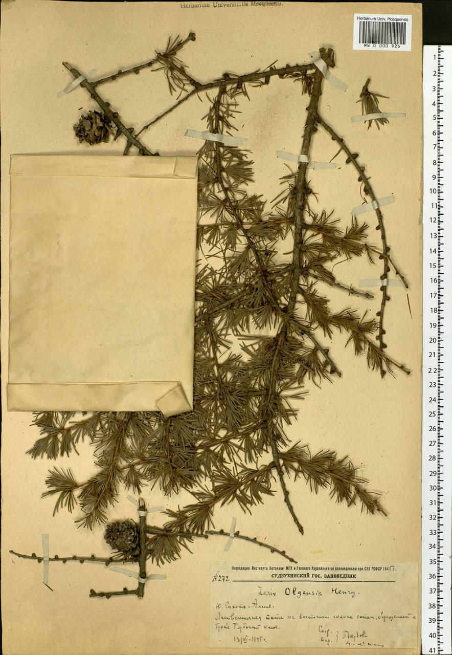 Larix gmelinii var. olgensis (A.Henry) Ostenf. & Syrach, Siberia, Russian Far East (S6) (Russia)
