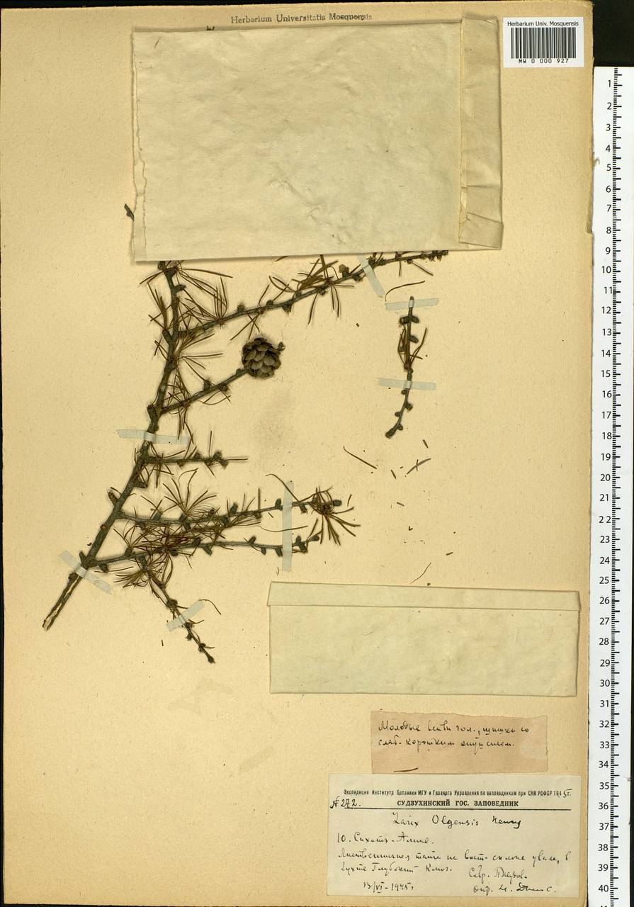 Larix gmelinii var. olgensis (A. Henry) Ostenf. & Syrach, Siberia, Russian Far East (S6) (Russia)