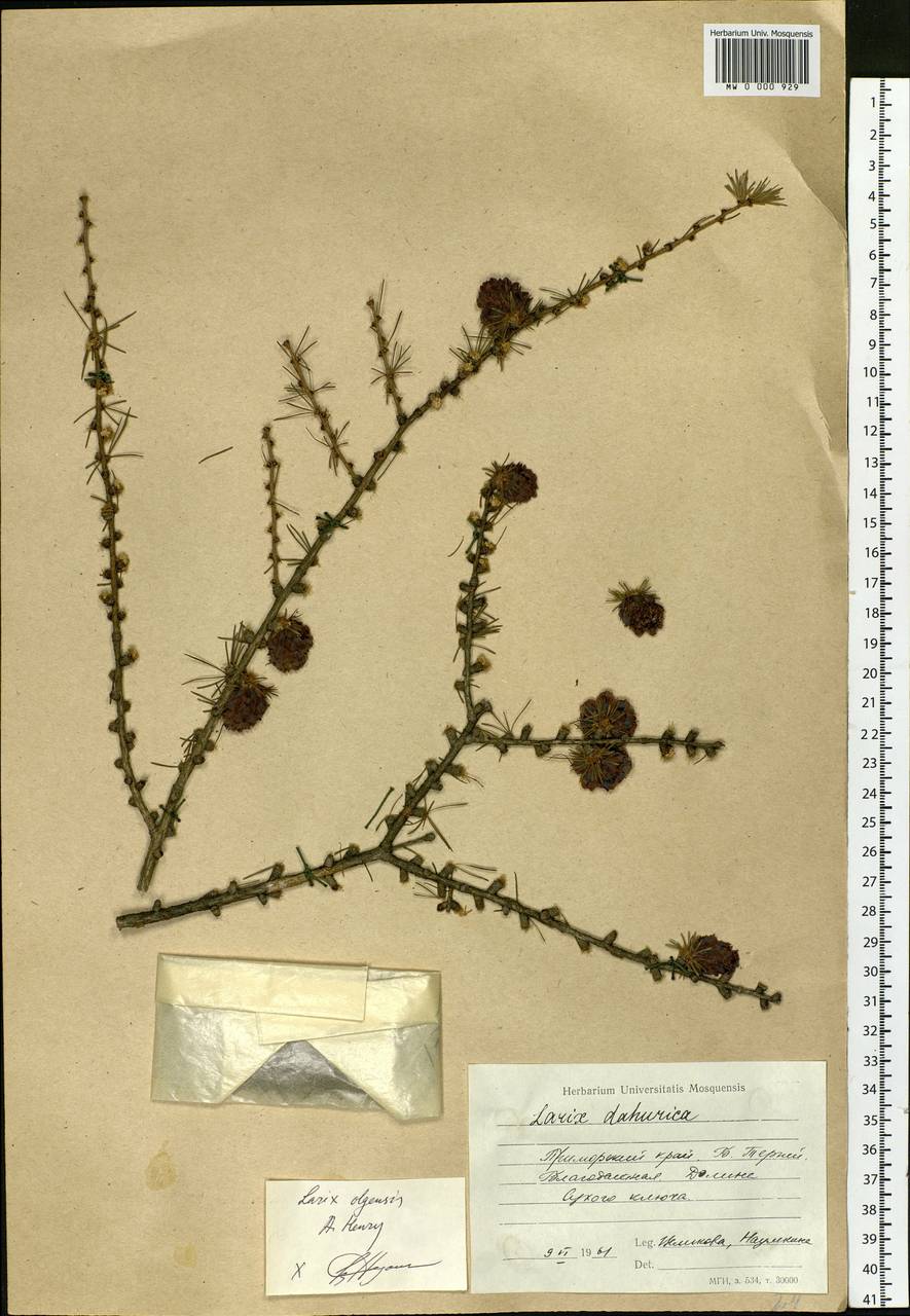 Larix gmelinii var. olgensis (A. Henry) Ostenf. & Syrach, Siberia, Russian Far East (S6) (Russia)