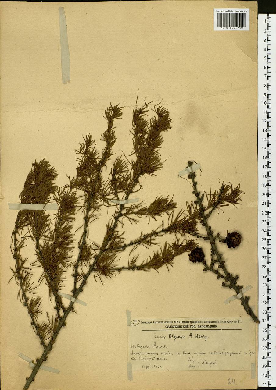 Larix gmelinii var. olgensis (A. Henry) Ostenf. & Syrach, Siberia, Russian Far East (S6) (Russia)