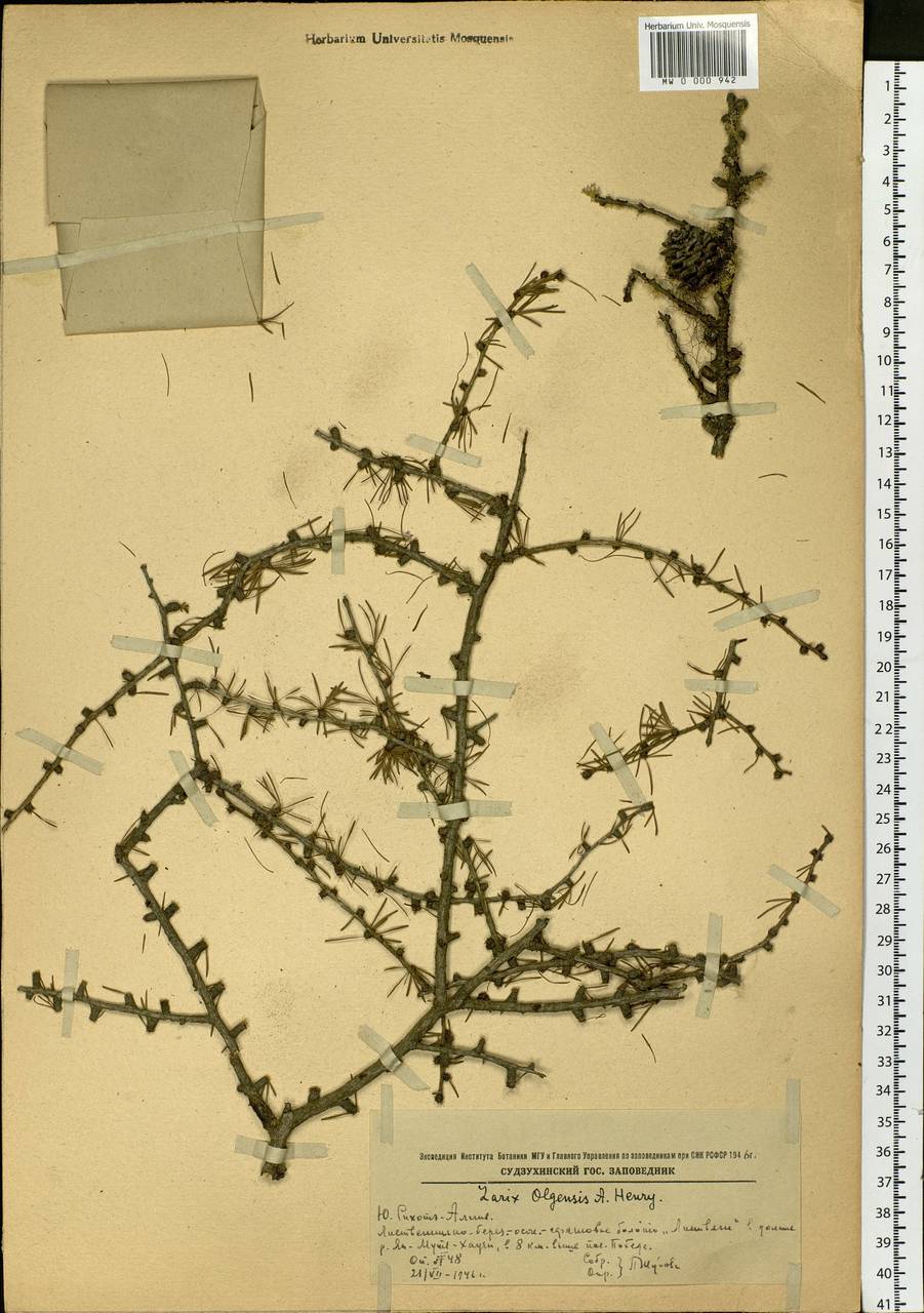 Larix gmelinii var. olgensis (A.Henry) Ostenf. & Syrach, Siberia, Russian Far East (S6) (Russia)