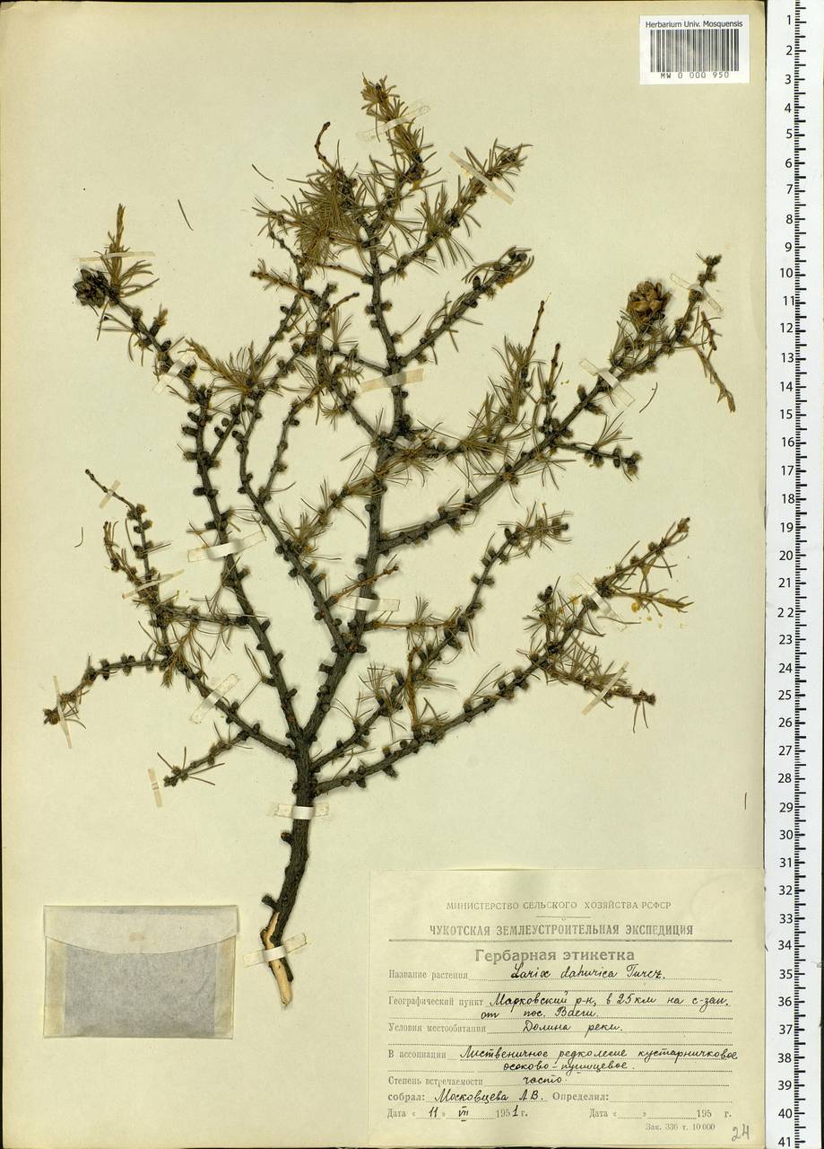 Larix gmelinii var. gmelinii, Siberia, Chukotka & Kamchatka (S7) (Russia)