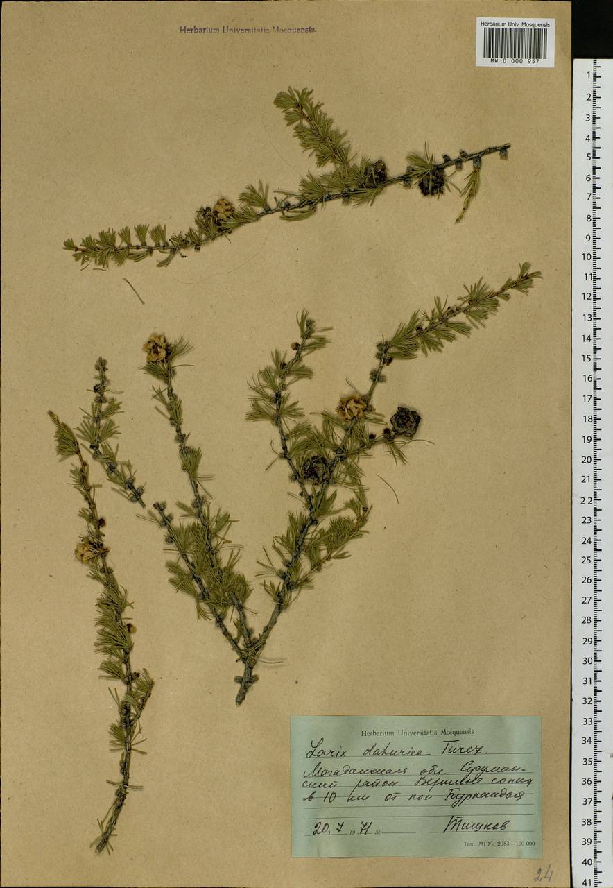 Larix gmelinii var. gmelinii, Siberia, Chukotka & Kamchatka (S7) (Russia)