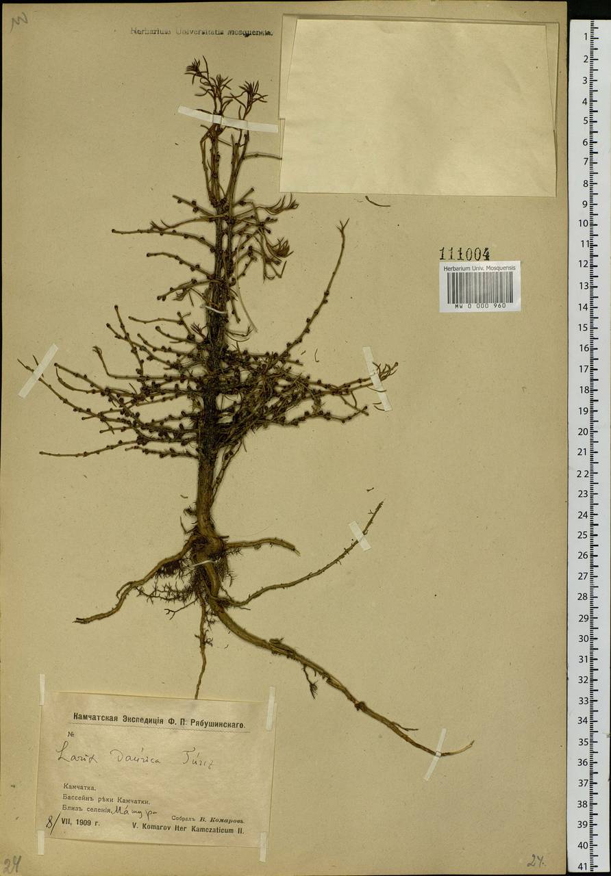 Larix gmelinii var. gmelinii, Siberia, Chukotka & Kamchatka (S7) (Russia)