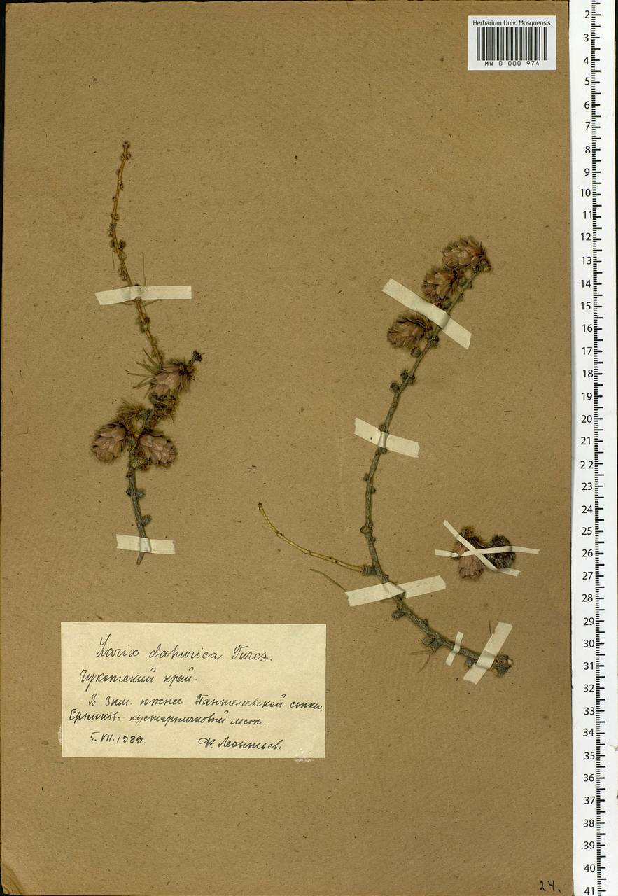 Larix gmelinii var. gmelinii, Siberia, Yakutia (S5) (Russia)