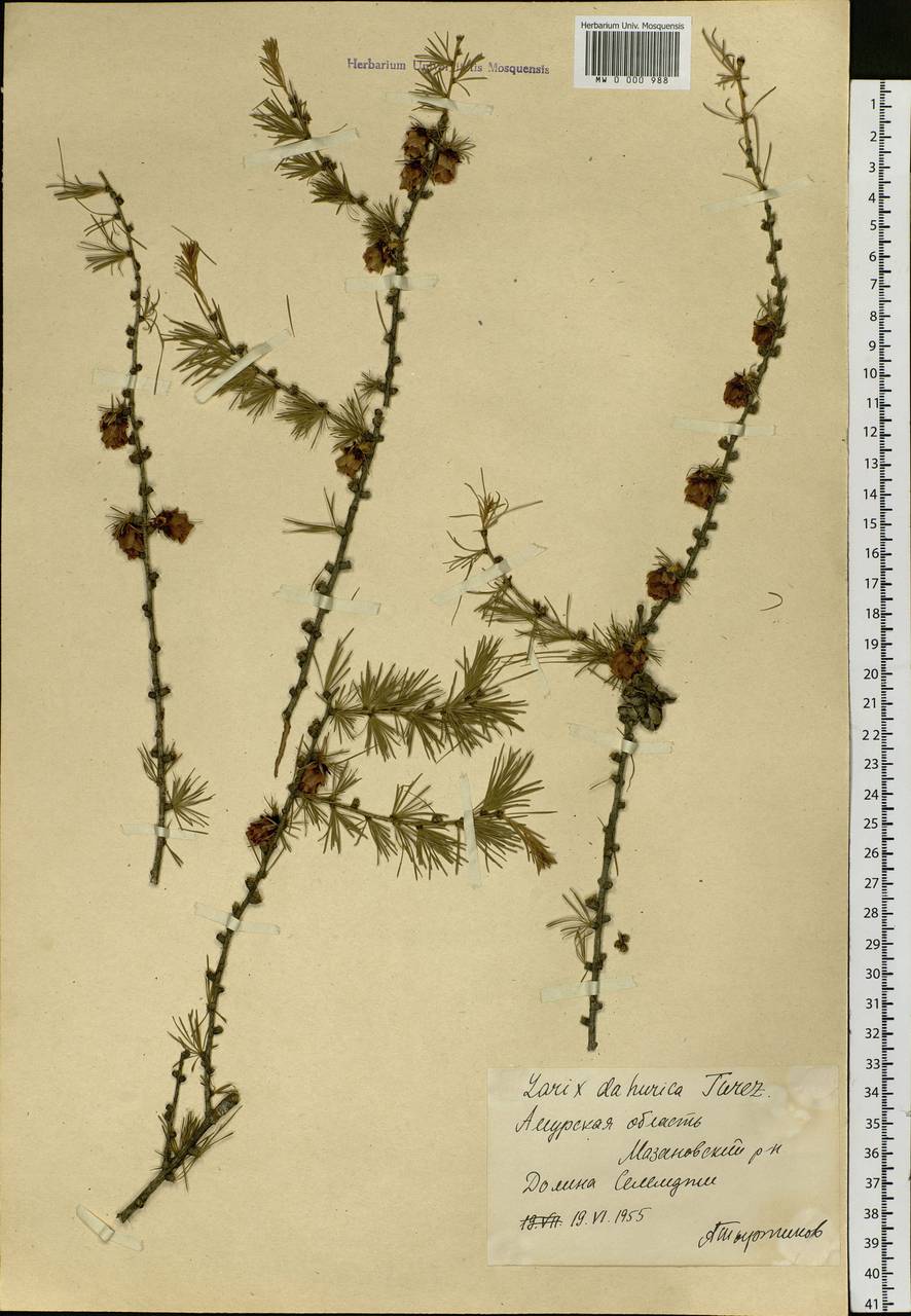 Larix gmelinii var. gmelinii, Siberia, Russian Far East (S6) (Russia)