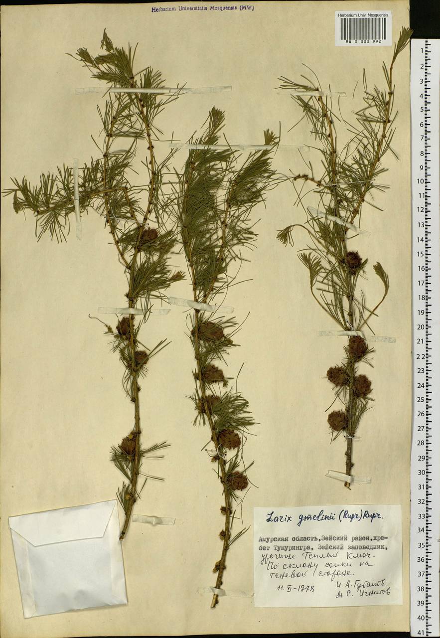 Larix gmelinii var. gmelinii, Siberia, Russian Far East (S6) (Russia)