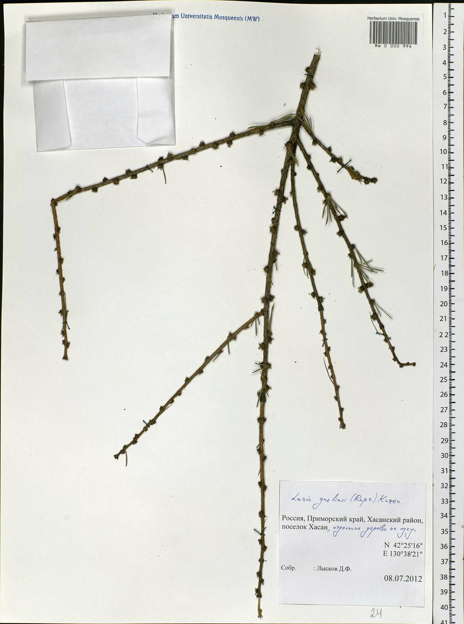 Larix gmelinii var. gmelinii, Siberia, Russian Far East (S6) (Russia)