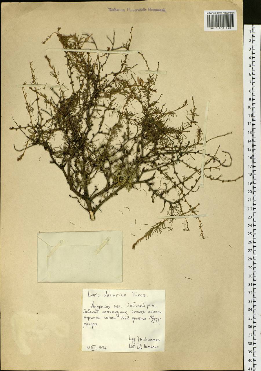 Larix gmelinii var. gmelinii, Siberia, Russian Far East (S6) (Russia)