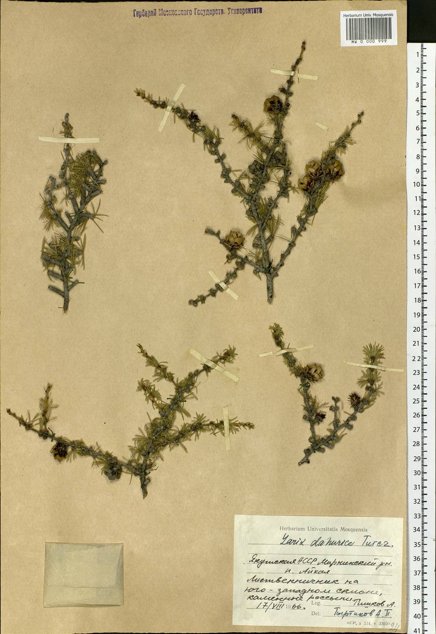 Larix gmelinii var. gmelinii, Siberia, Yakutia (S5) (Russia)