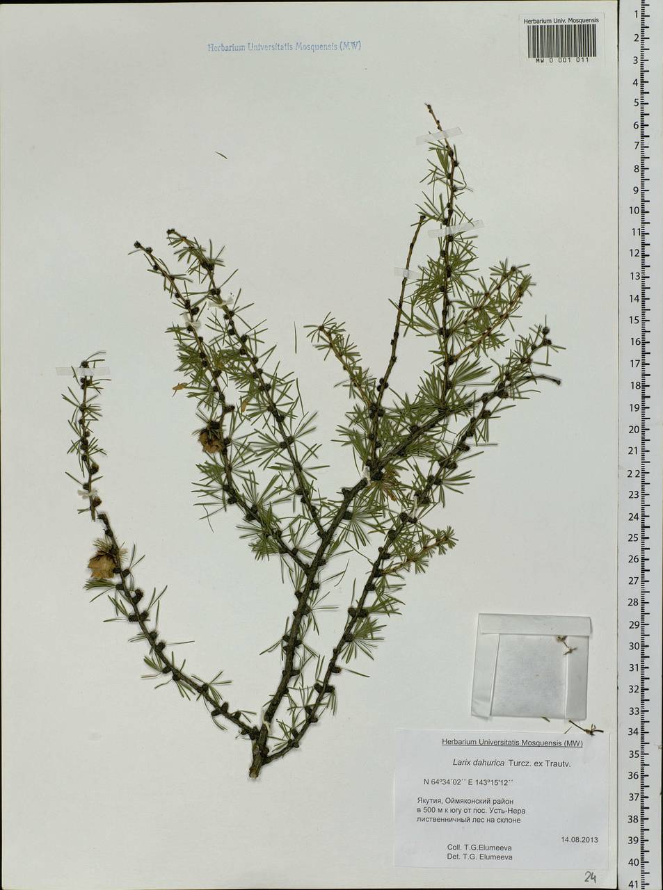 Larix gmelinii var. gmelinii, Siberia, Yakutia (S5) (Russia)