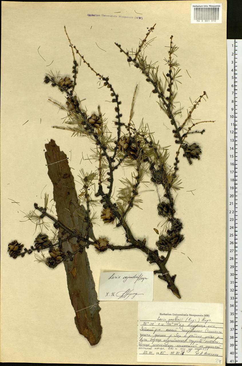 Larix gmelinii (Rupr.) Kuzen., Siberia, Russian Far East (S6) (Russia)