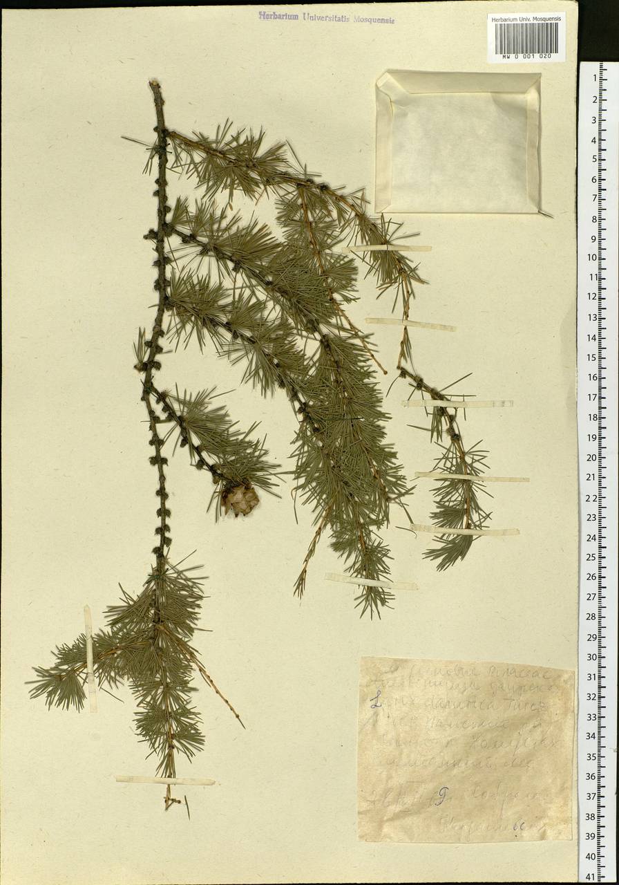 Larix gmelinii var. gmelinii, Siberia, Yakutia (S5) (Russia)