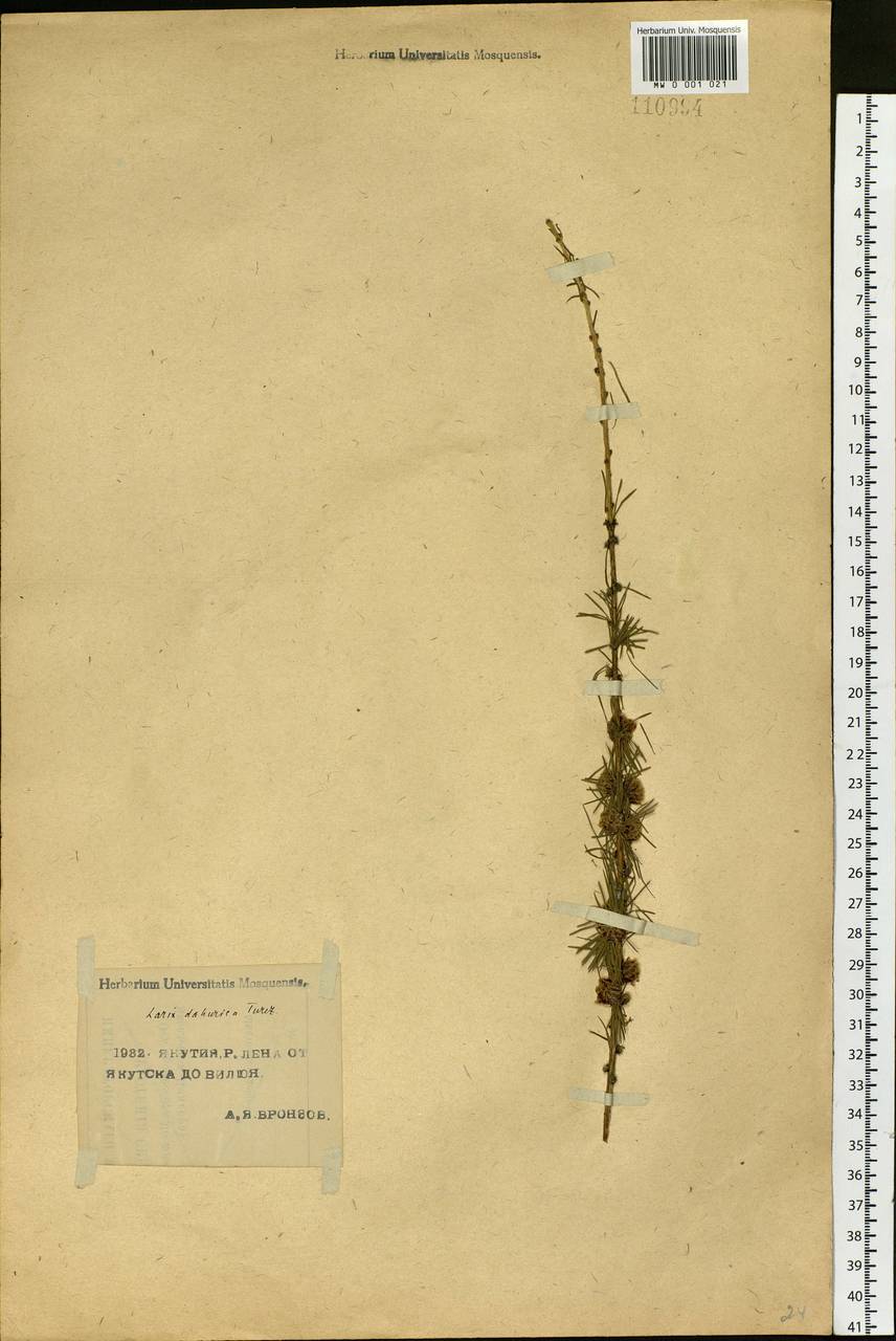 Larix gmelinii var. gmelinii, Siberia, Yakutia (S5) (Russia)