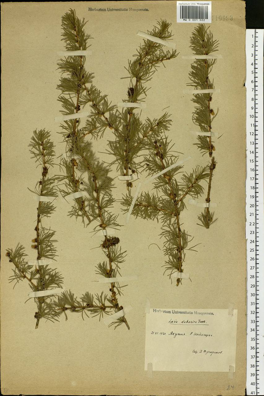 Larix gmelinii var. gmelinii, Siberia, Yakutia (S5) (Russia)