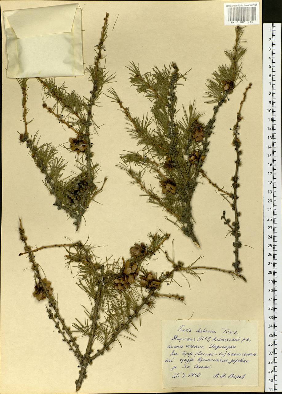 Larix gmelinii var. gmelinii, Siberia, Yakutia (S5) (Russia)