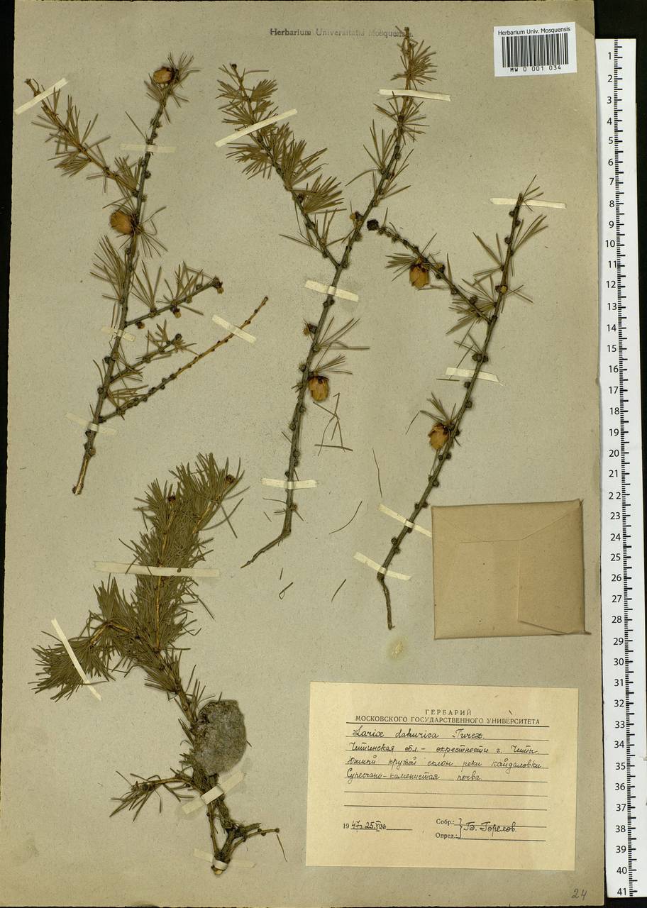 Larix gmelinii var. gmelinii, Siberia, Baikal & Transbaikal region (S4) (Russia)