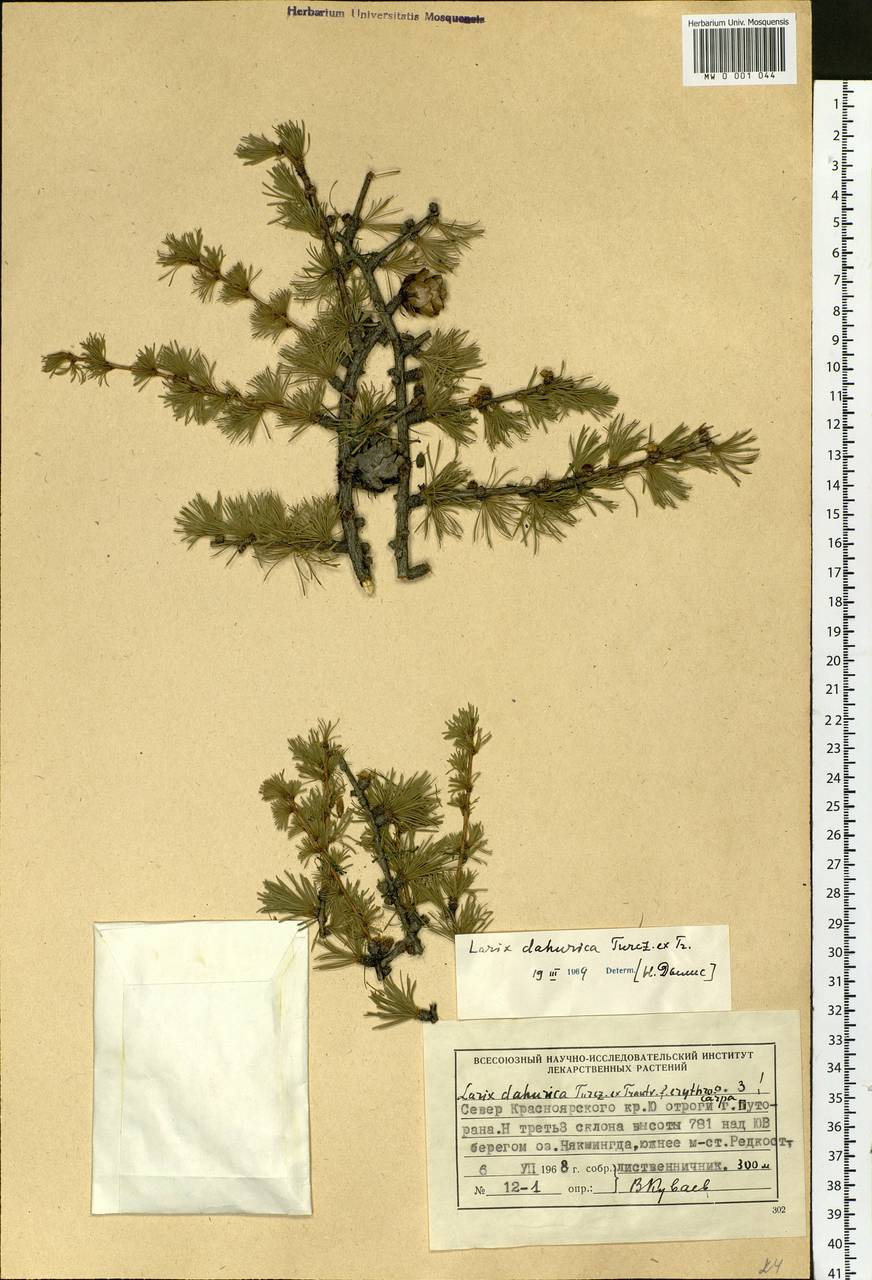 Larix gmelinii var. gmelinii, Siberia, Central Siberia (S3) (Russia)