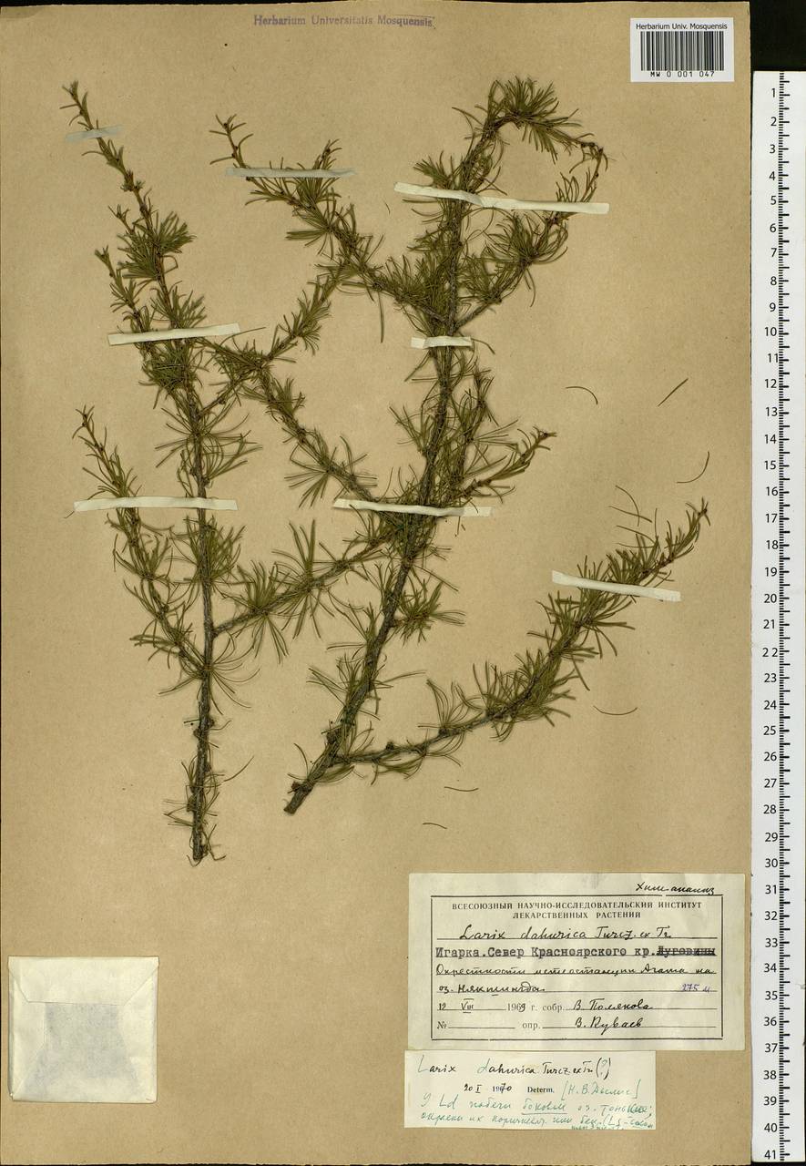 Larix gmelinii var. gmelinii, Siberia, Central Siberia (S3) (Russia)