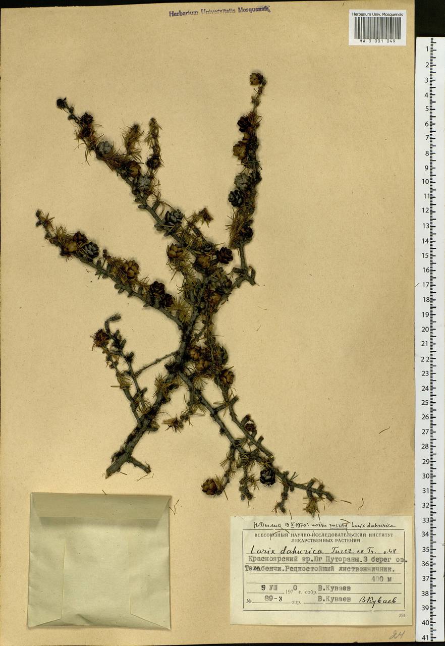 Larix gmelinii var. gmelinii, Siberia, Central Siberia (S3) (Russia)