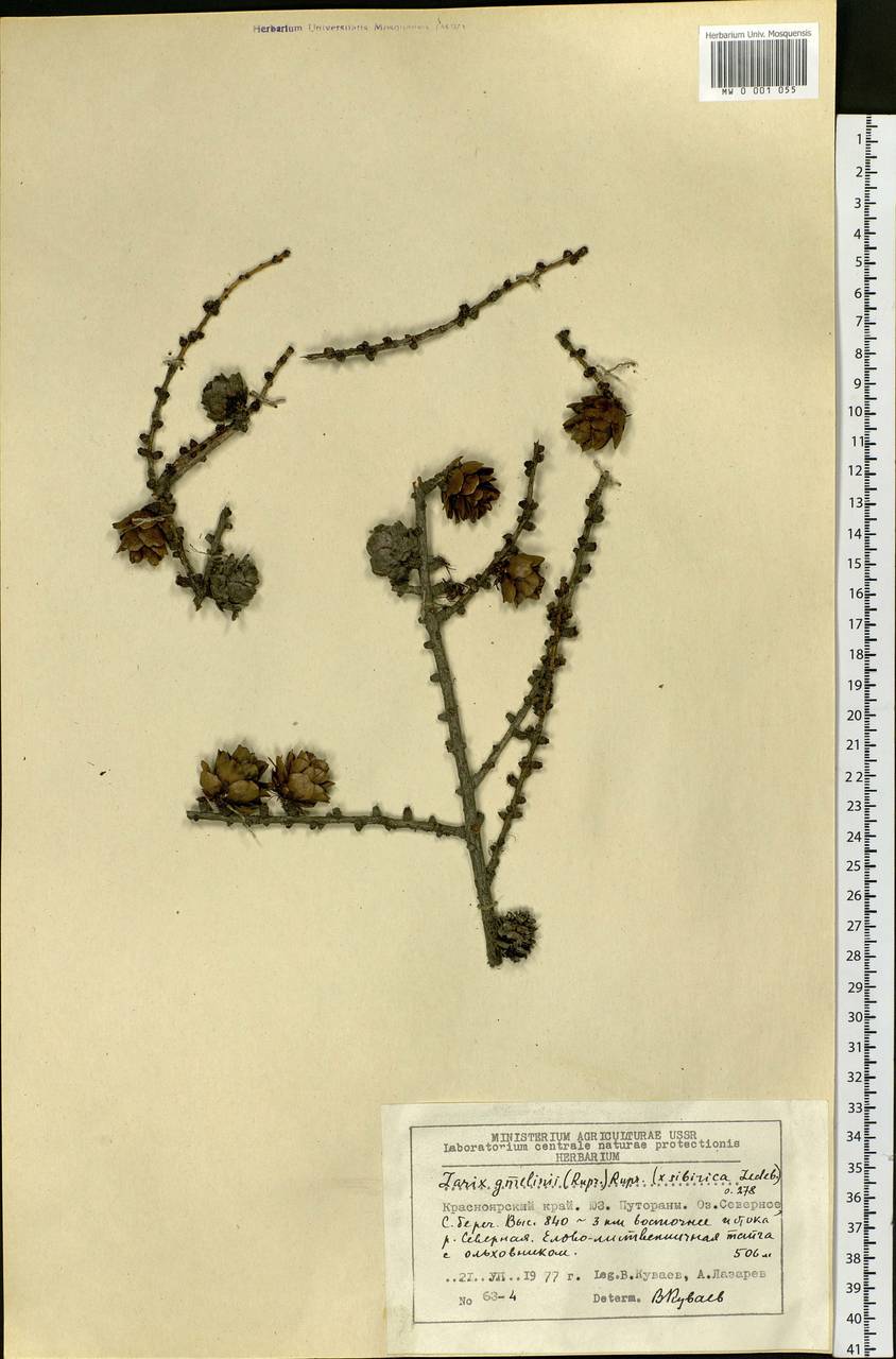 Larix gmelinii var. gmelinii, Siberia, Central Siberia (S3) (Russia)
