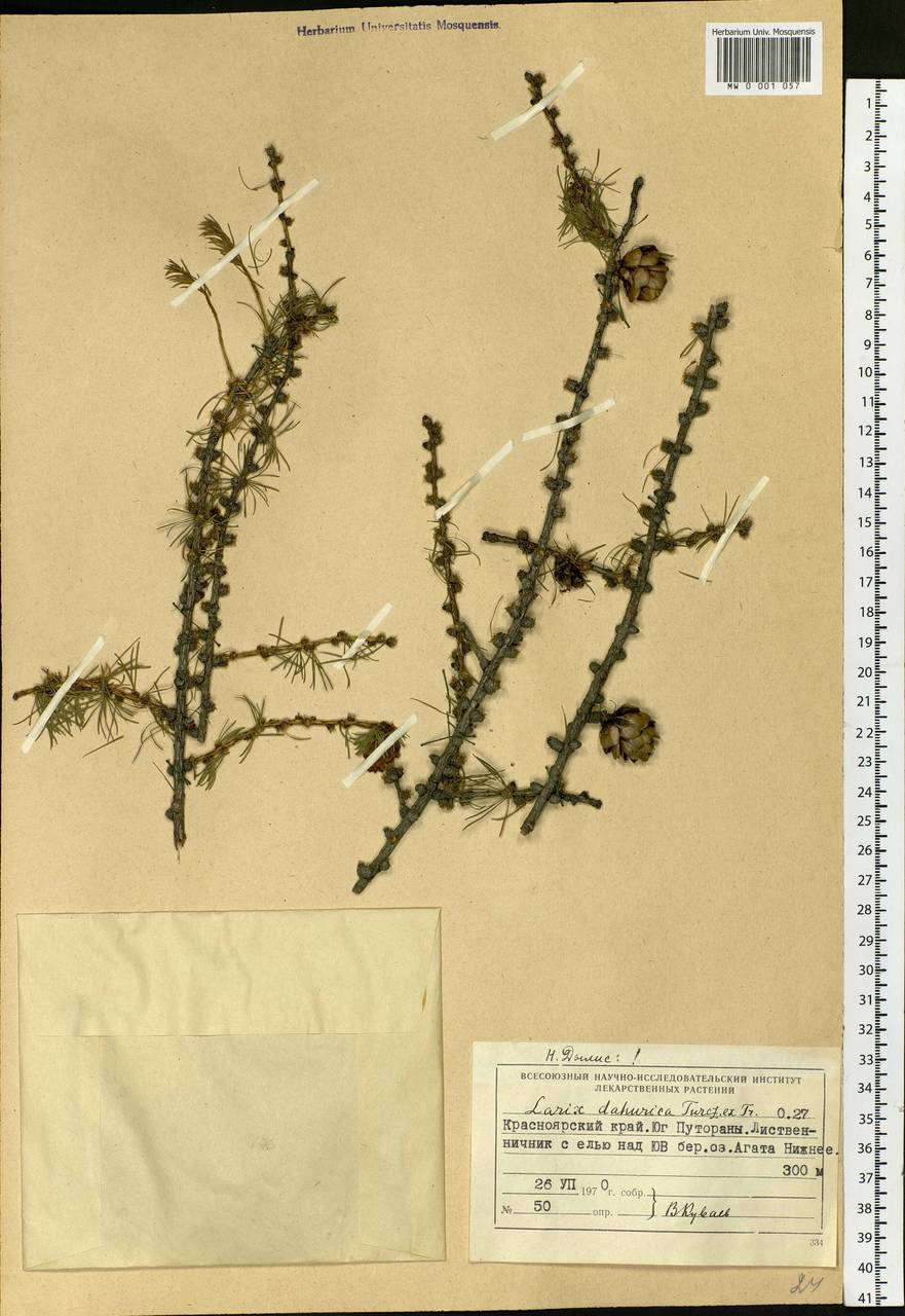 Larix gmelinii var. gmelinii, Siberia, Central Siberia (S3) (Russia)