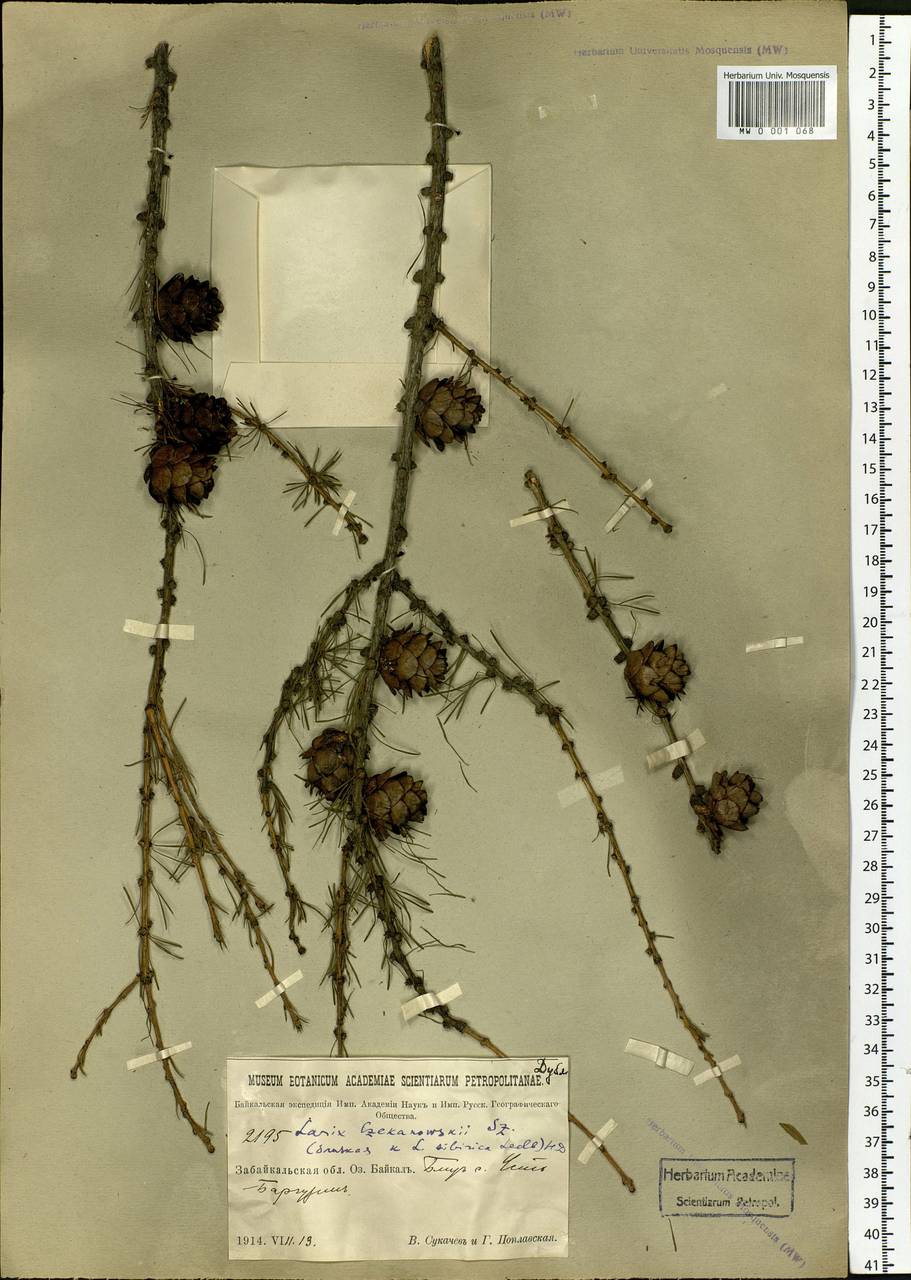 Larix czekanowskii Szafer, Siberia, Baikal & Transbaikal region (S4) (Russia)