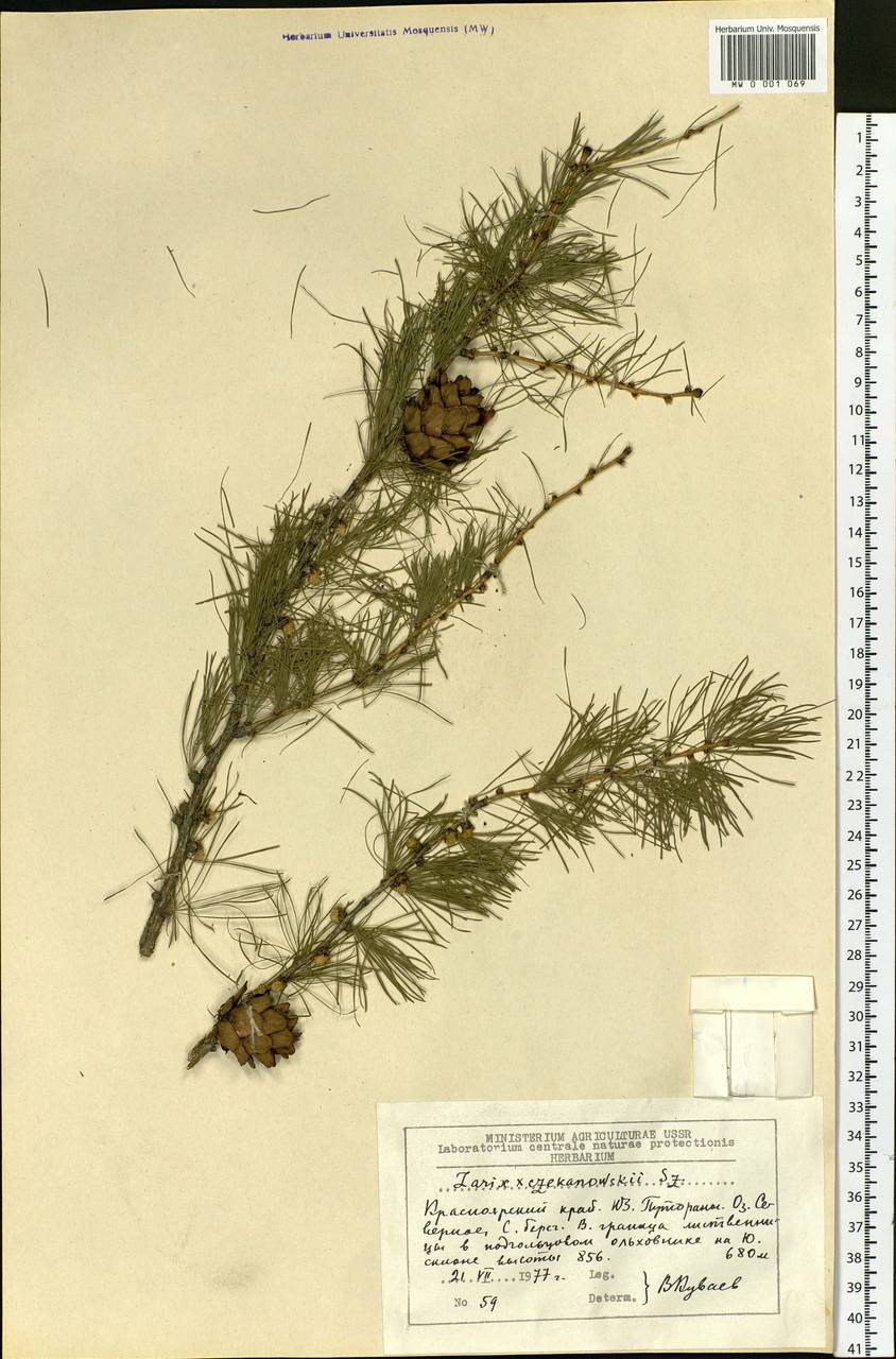 Larix czekanowskii Szafer, Siberia, Central Siberia (S3) (Russia)
