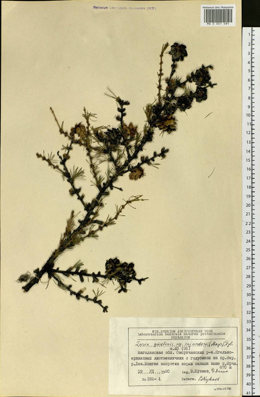 Larix gmelinii (Rupr.) Kuzen., Siberia, Chukotka & Kamchatka (S7) (Russia)