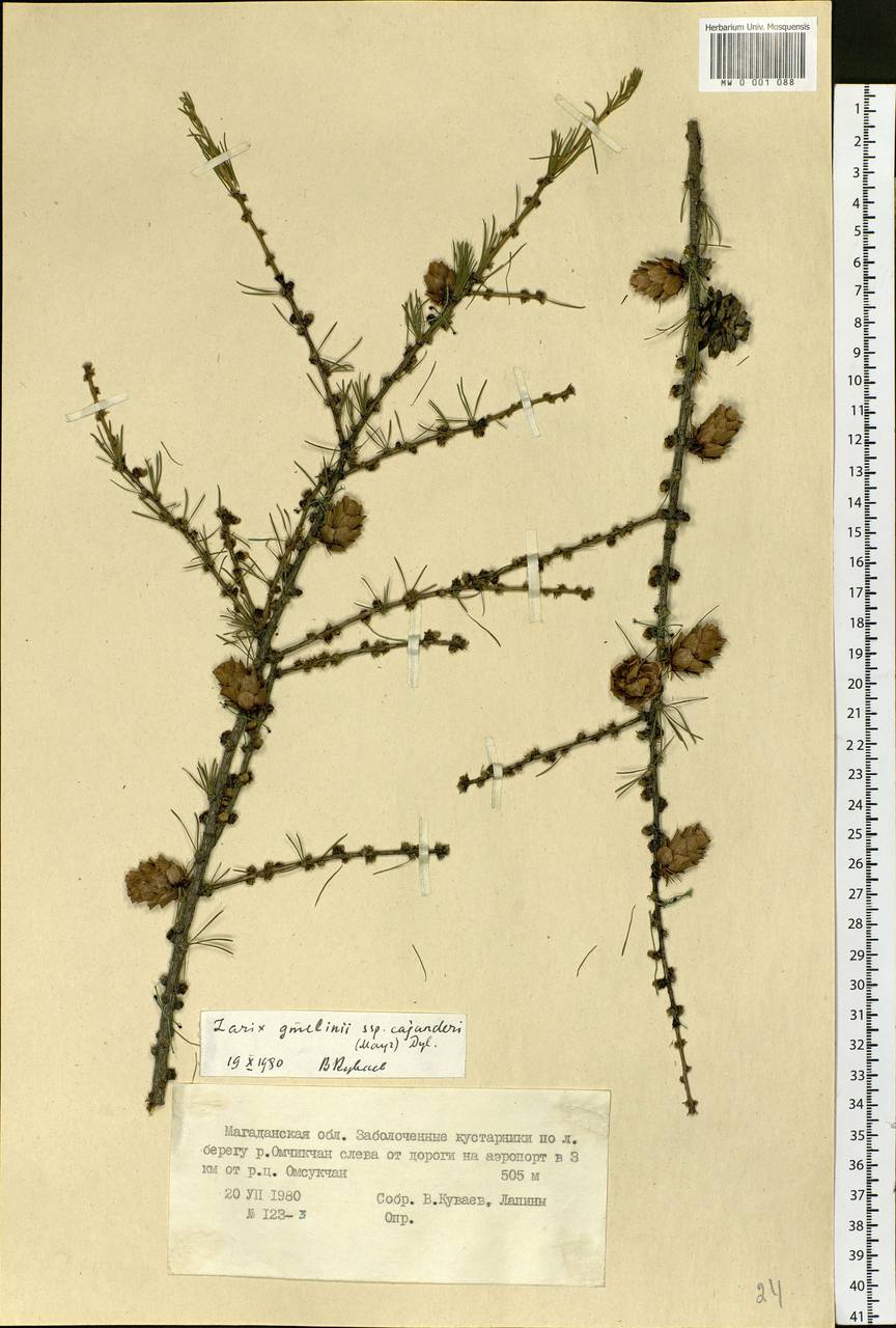 Larix gmelinii (Rupr.) Kuzen., Siberia, Chukotka & Kamchatka (S7) (Russia)
