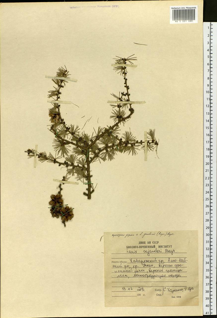 Larix gmelinii (Rupr.) Kuzen., Siberia, Russian Far East (S6) (Russia)
