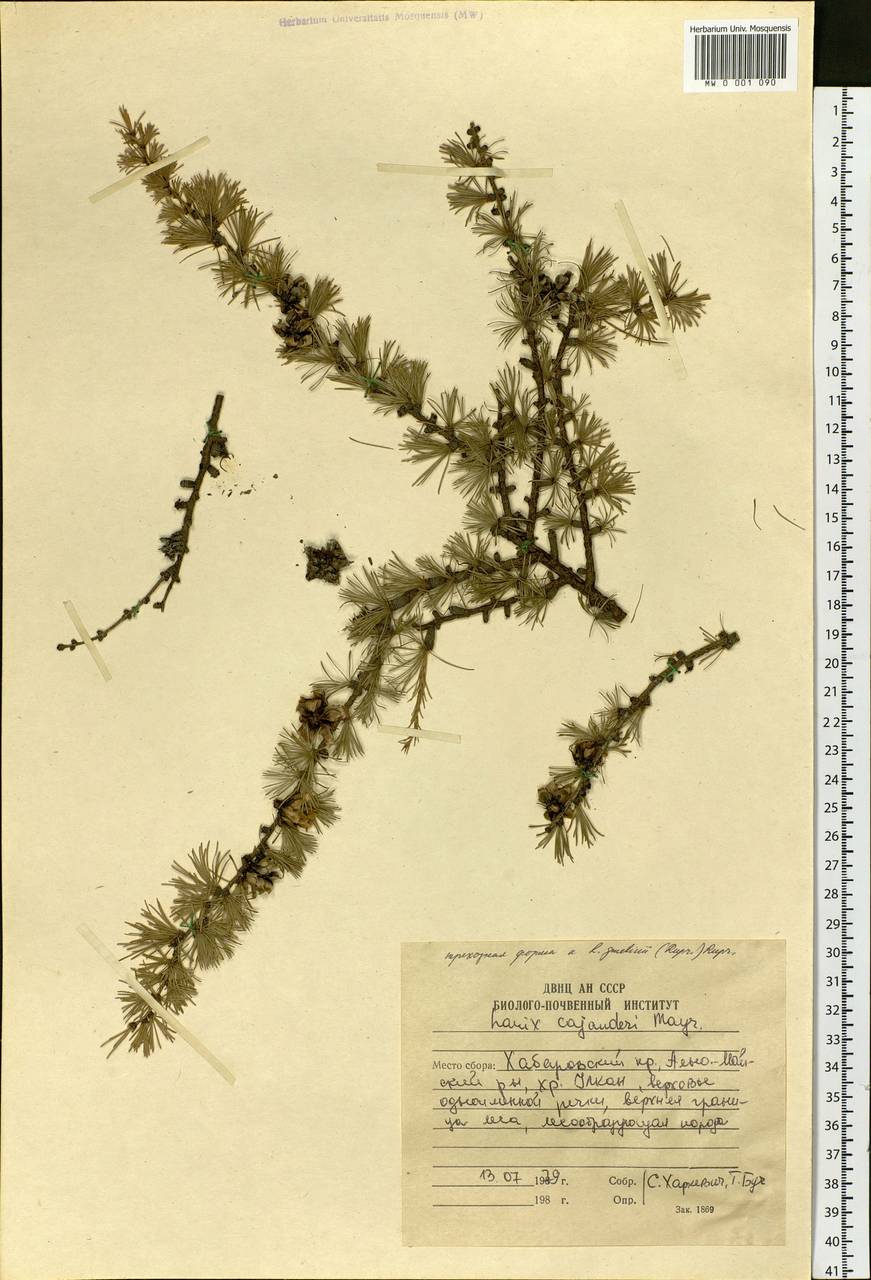 Larix gmelinii (Rupr.) Kuzen., Siberia, Russian Far East (S6) (Russia)