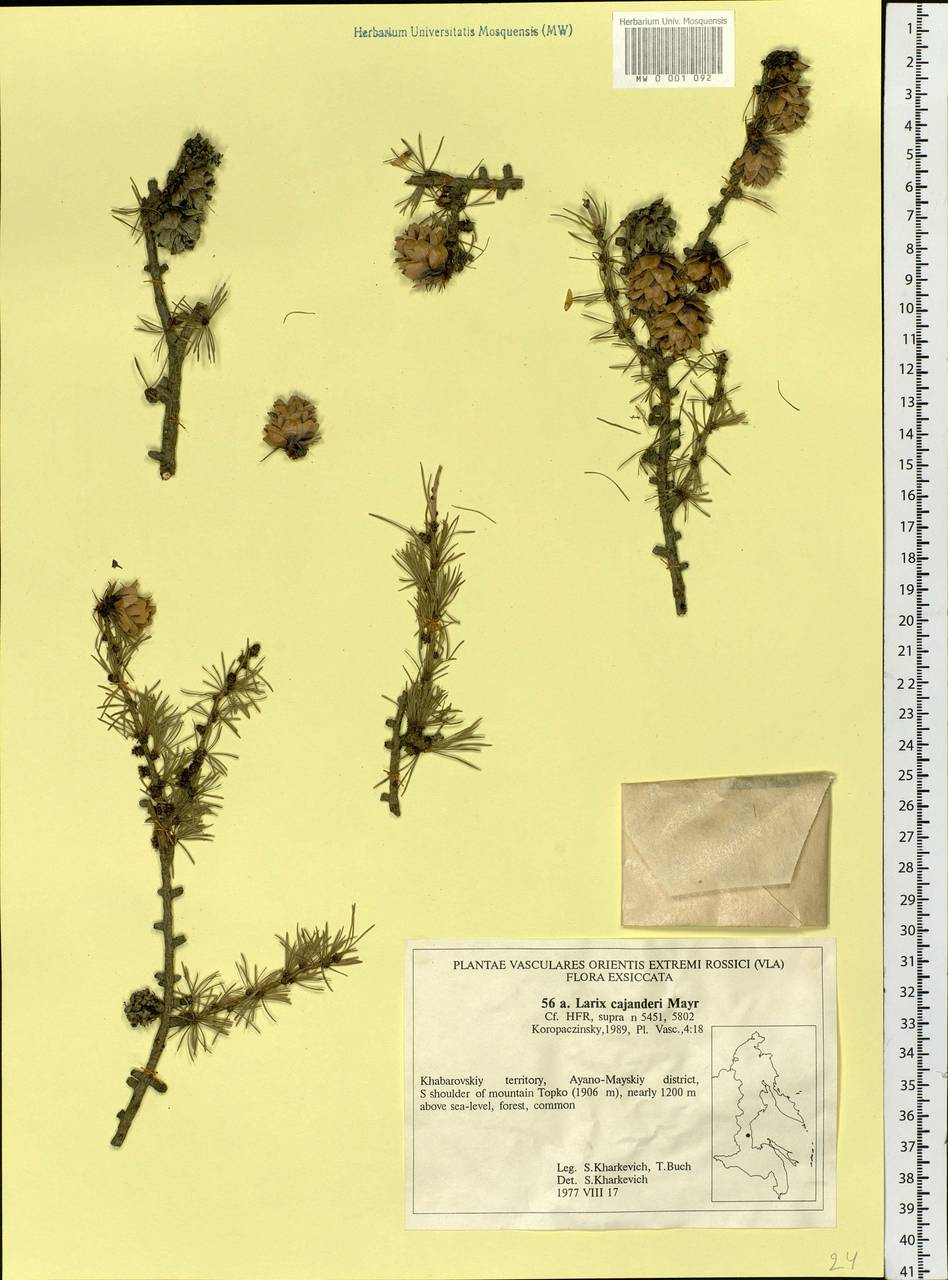 Larix gmelinii (Rupr.) Kuzen., Siberia, Russian Far East (S6) (Russia)