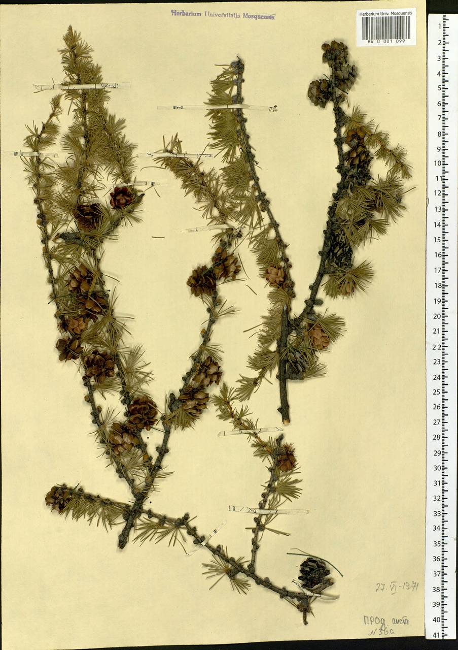 Larix gmelinii (Rupr.) Kuzen., Siberia, Yakutia (S5) (Russia)