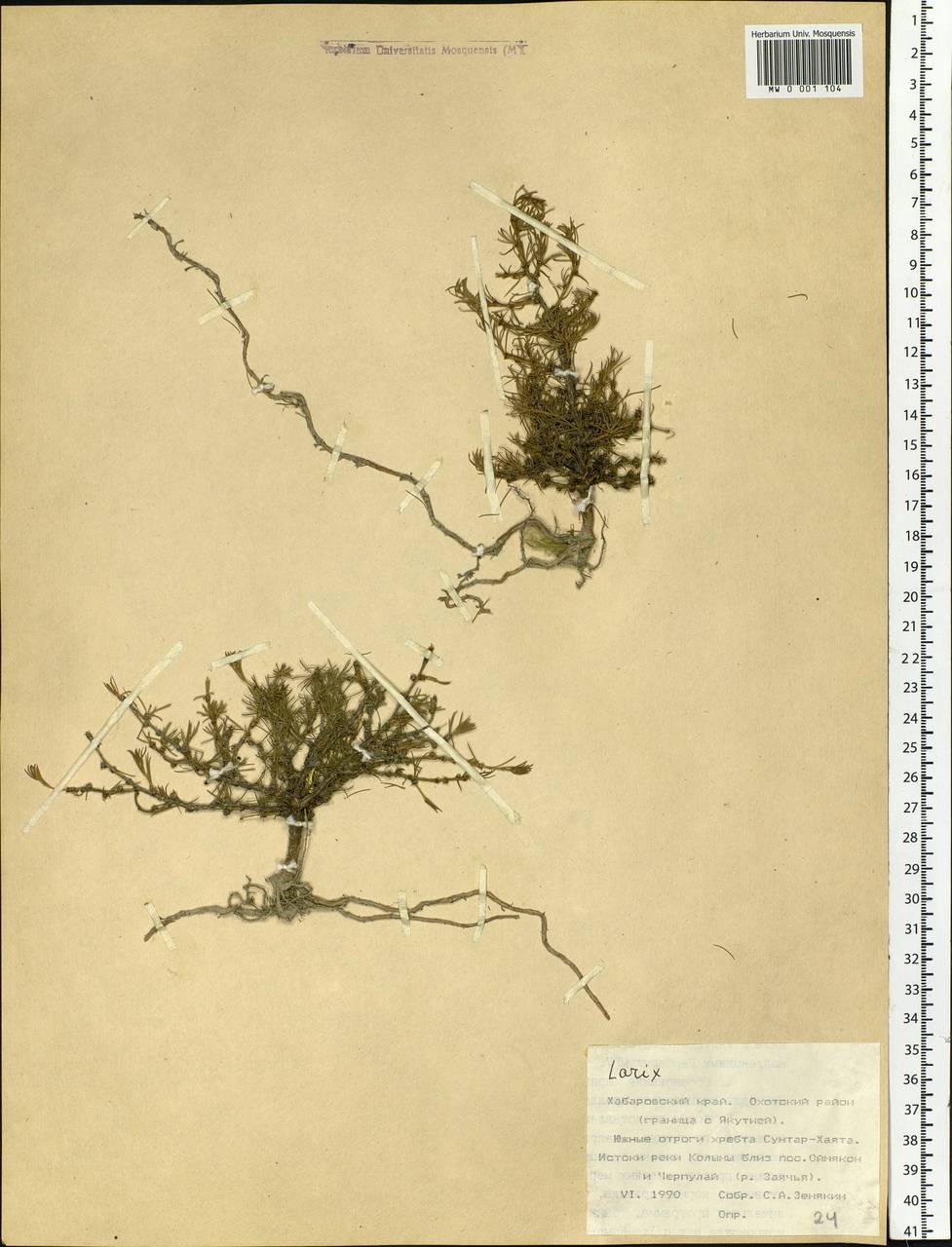 Larix, Siberia, Russian Far East (S6) (Russia)