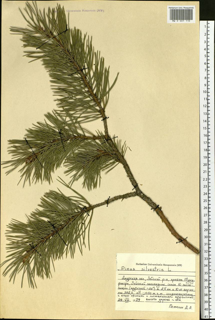 Pinus sylvestris L., Siberia, Russian Far East (S6) (Russia)