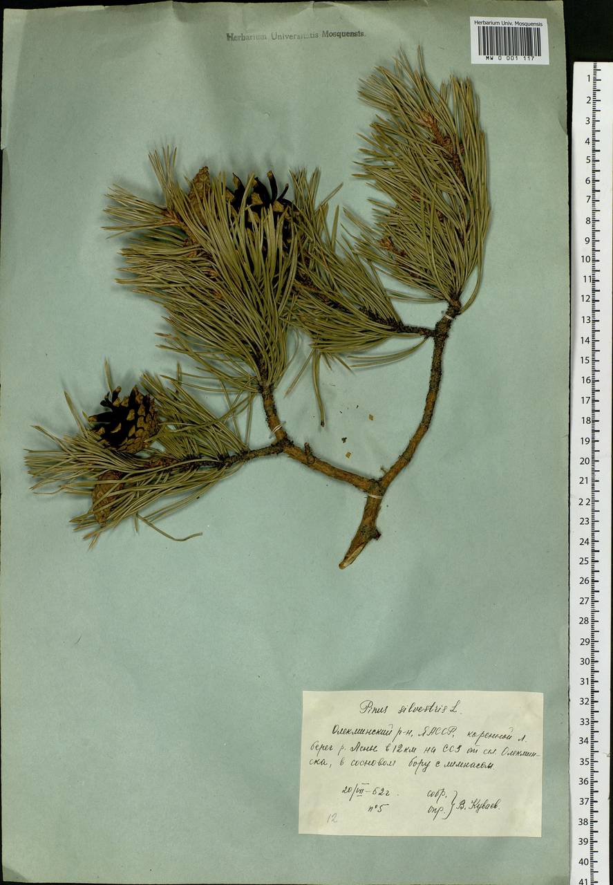 Pinus sylvestris L., Siberia, Yakutia (S5) (Russia)