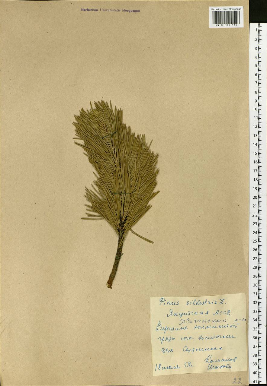 Pinus sylvestris L., Siberia, Yakutia (S5) (Russia)