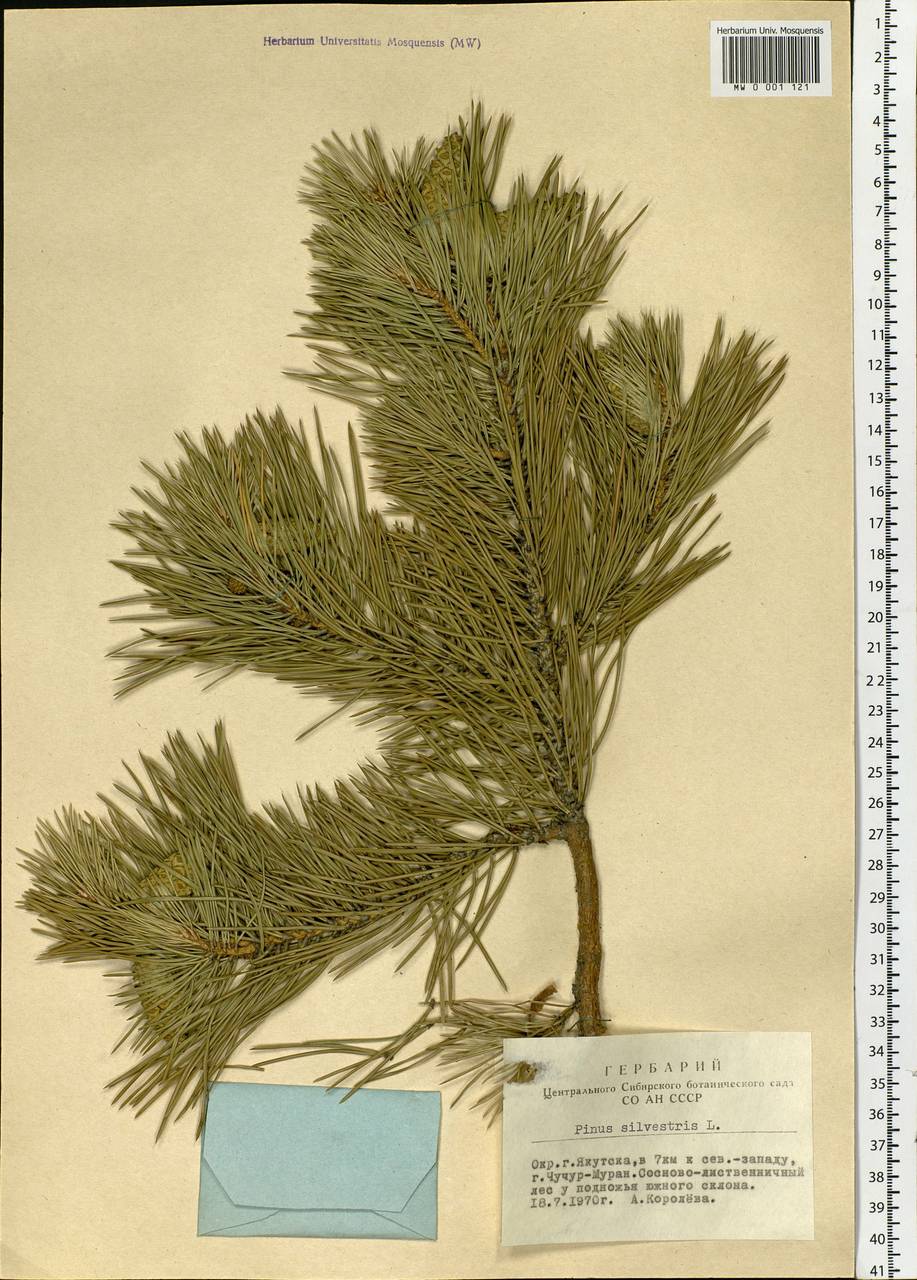 Pinus sylvestris L., Siberia, Yakutia (S5) (Russia)