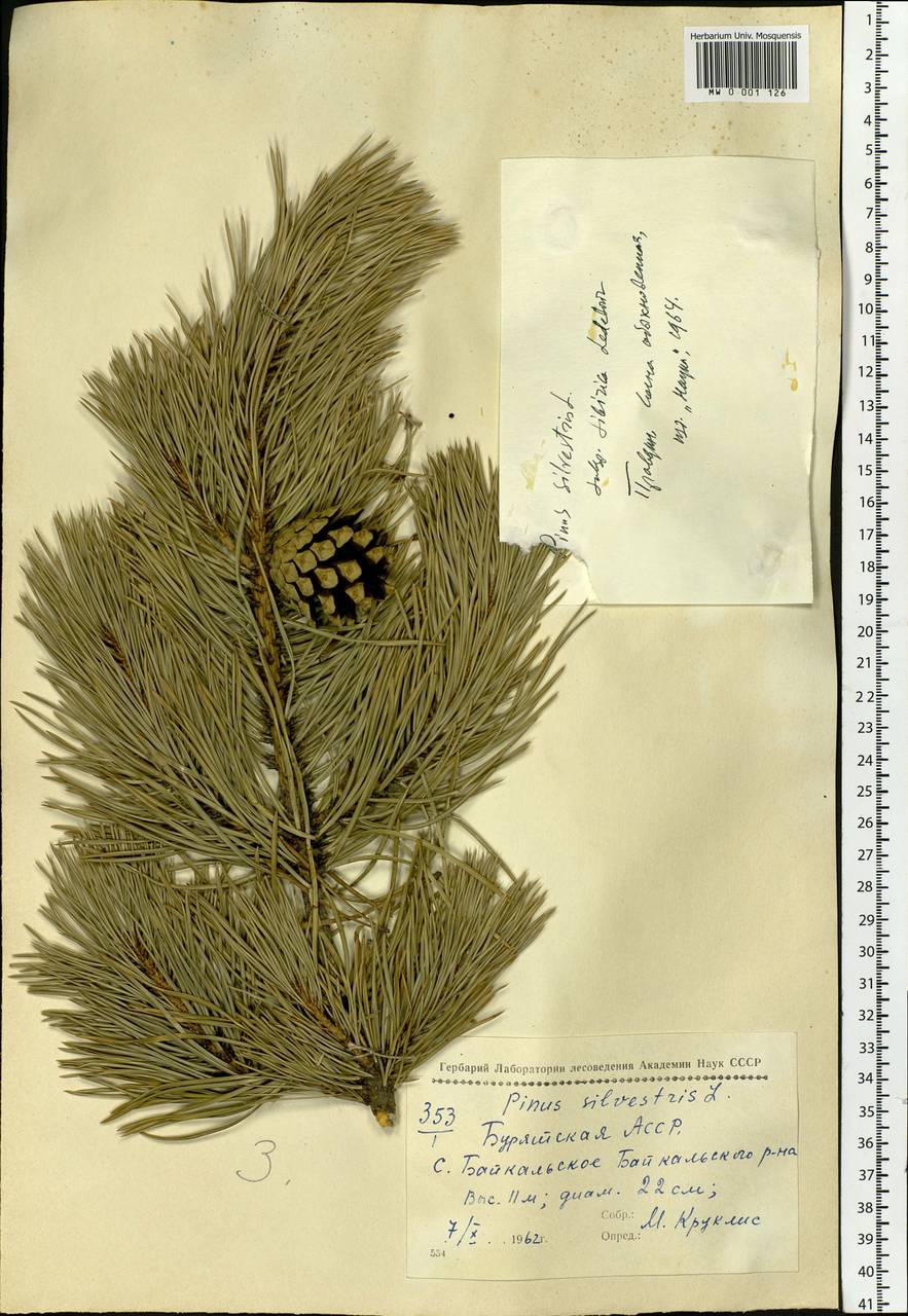 Pinus sylvestris L., Siberia, Baikal & Transbaikal region (S4) (Russia)