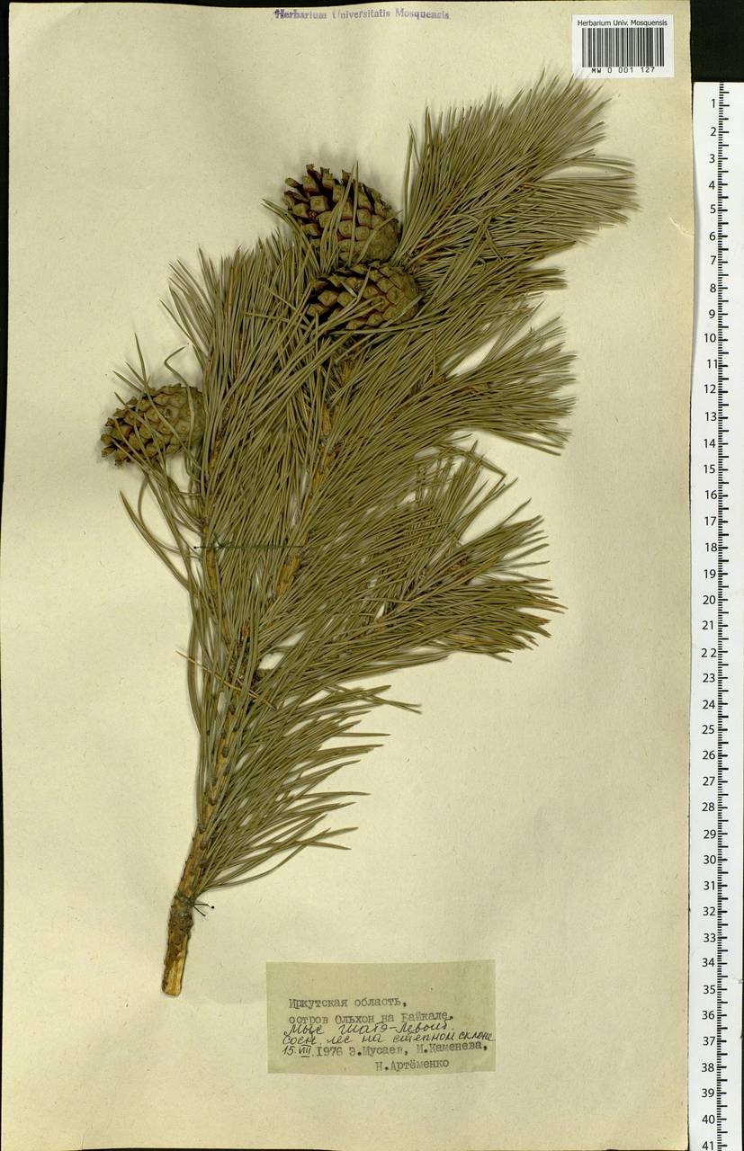 Pinus sylvestris L., Siberia, Baikal & Transbaikal region (S4) (Russia)