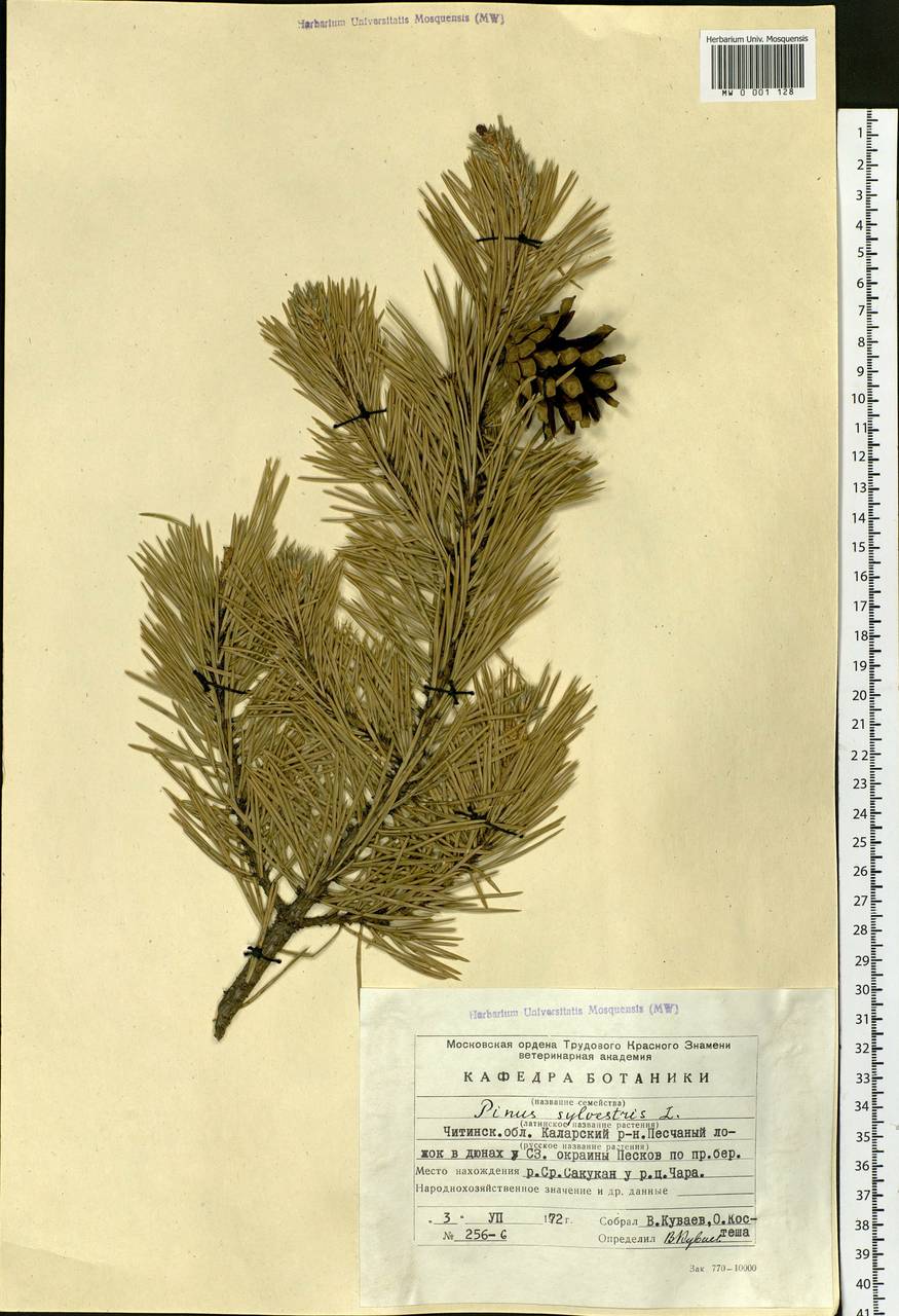 Pinus sylvestris L., Siberia, Baikal & Transbaikal region (S4) (Russia)