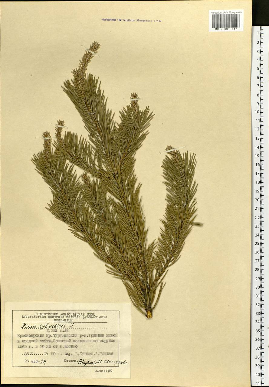 Pinus sylvestris L., Siberia, Central Siberia (S3) (Russia)