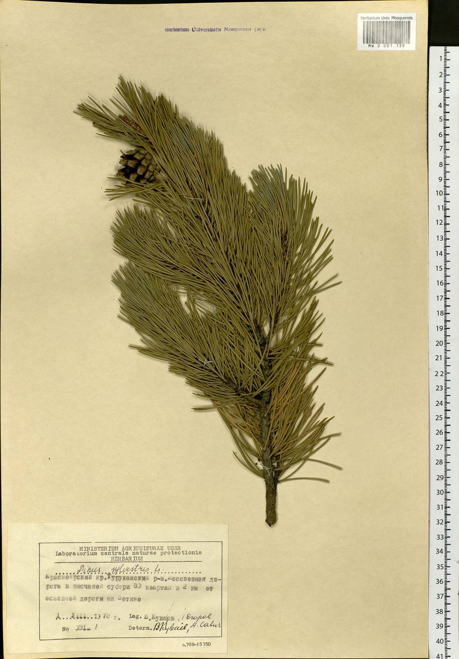 Pinus sylvestris L., Siberia, Central Siberia (S3) (Russia)