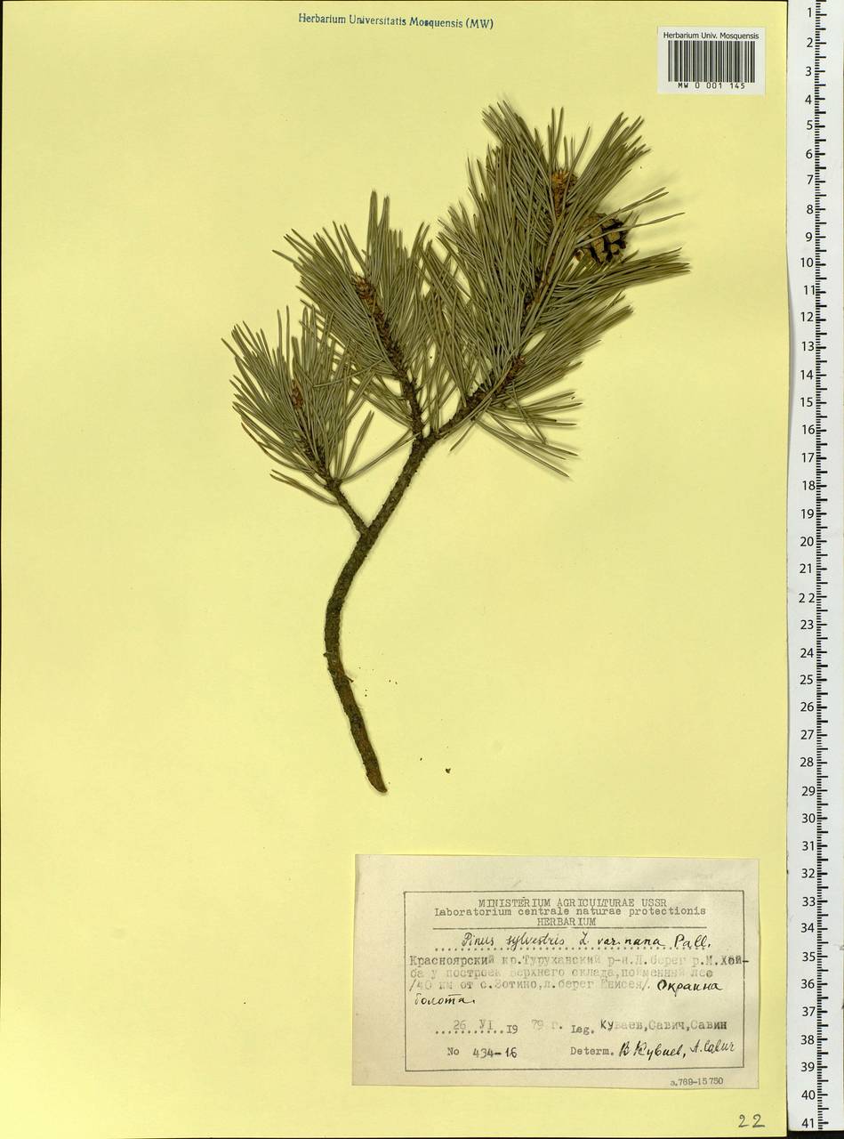 Pinus sylvestris L., Siberia, Central Siberia (S3) (Russia)