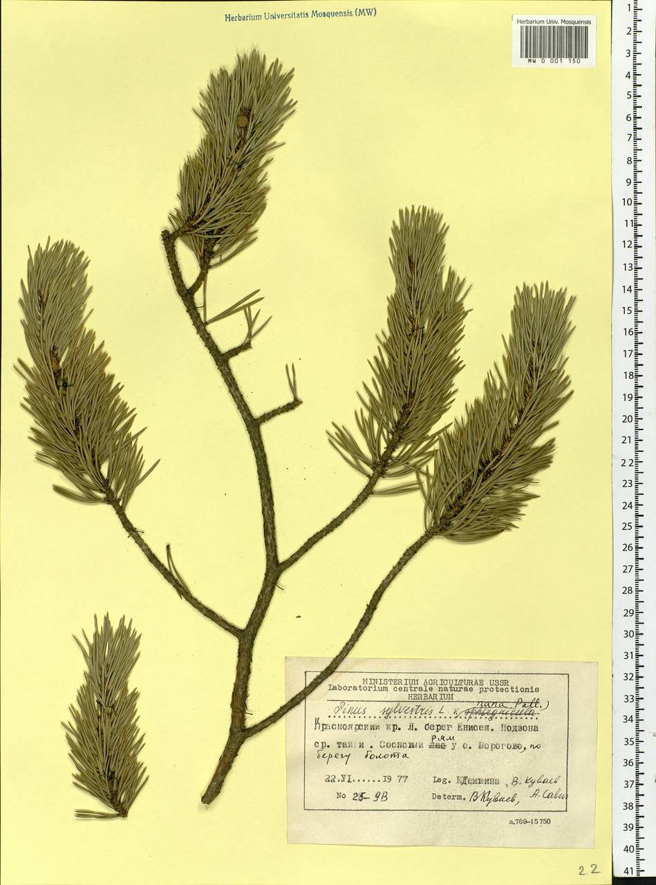 Pinus sylvestris L., Siberia, Central Siberia (S3) (Russia)