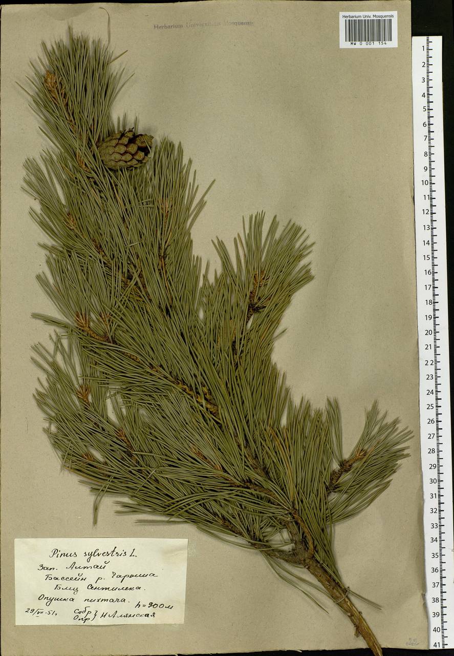 Pinus sylvestris L., Siberia, Altai & Sayany Mountains (S2) (Russia)