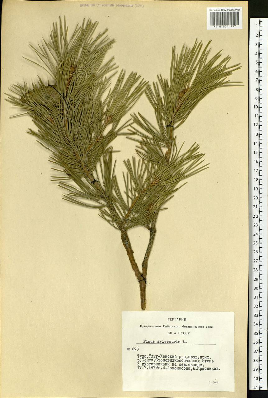 Pinus sylvestris L., Siberia, Altai & Sayany Mountains (S2) (Russia)